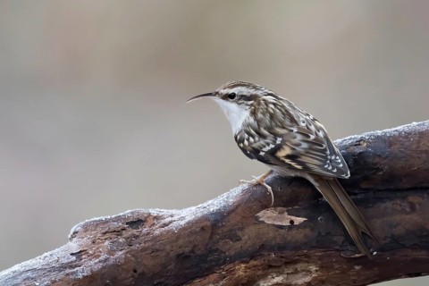 Eurasian treecreeper
