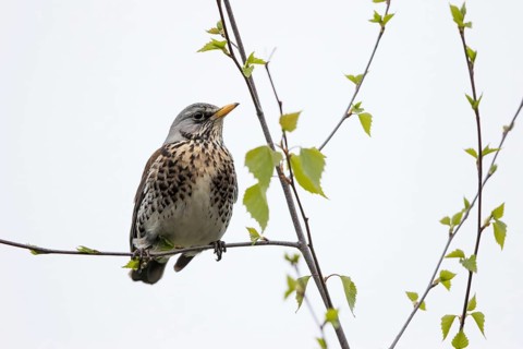 Mistle thrush
