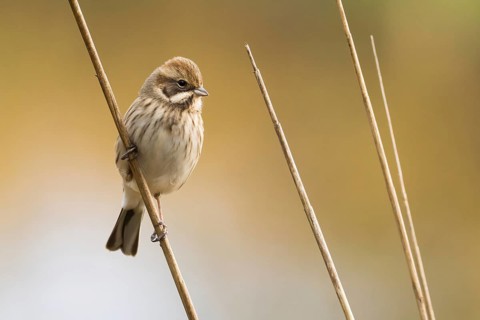 Reed bunting