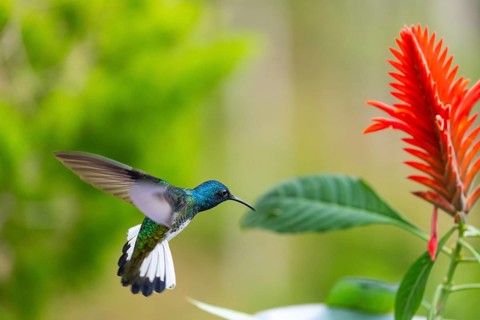 Flying White-naped Hummingbird