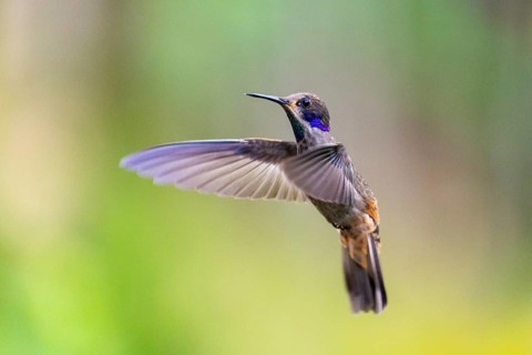 Brown violetear