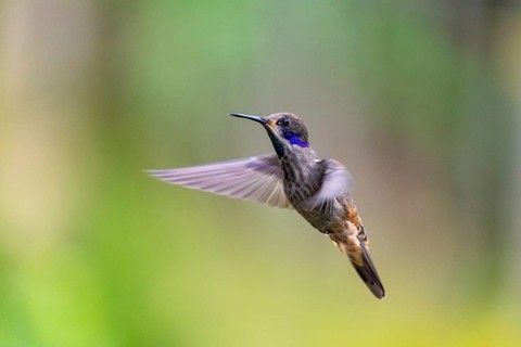 Brown violetear