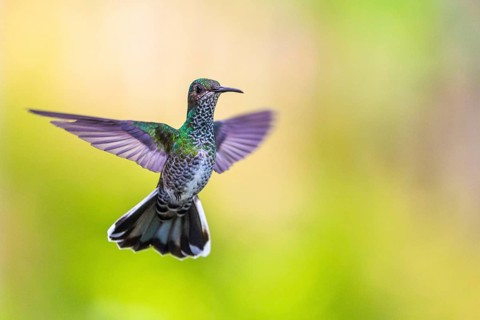 White-naped Hummingbird