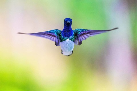 White-naped Hummingbird