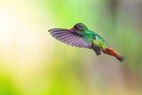 Brown-tailed Amazon