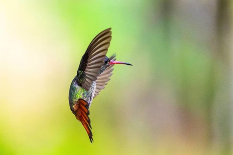Brown-tailed Amazon