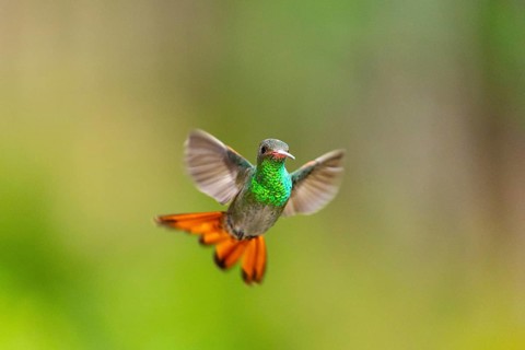Brown-tailed Amazon
