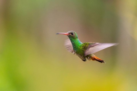 Brown-tailed Amazon