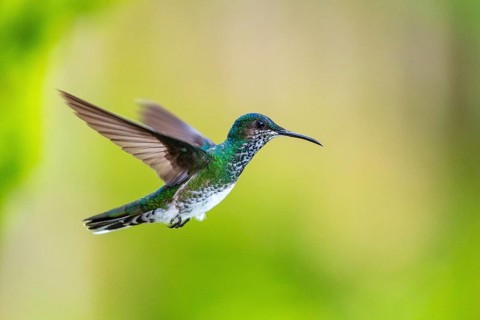 White-naped Hummingbird