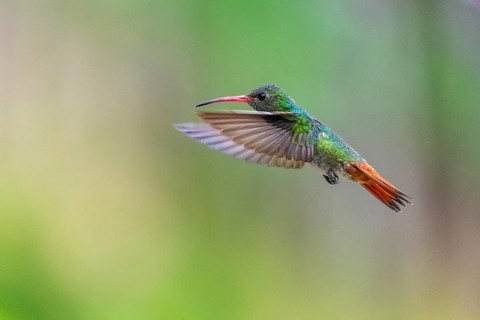 Brown-tailed Amazon