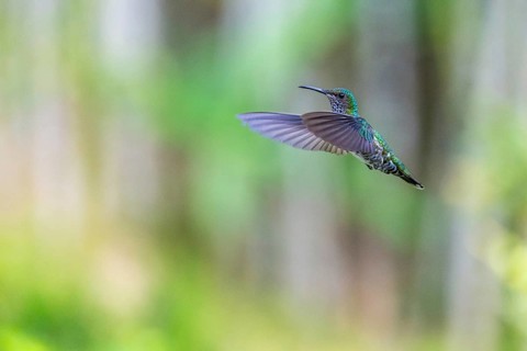 White-naped Hummingbird