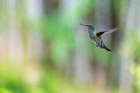 White-naped Hummingbird