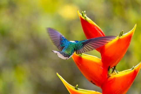 White-naped Hummingbird
