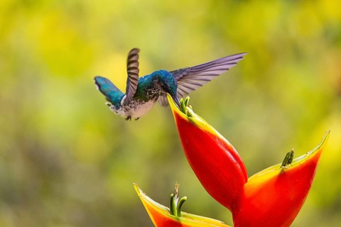 White-naped Hummingbird