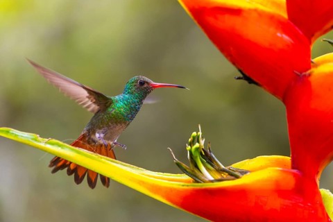 Brown-tailed Amazon