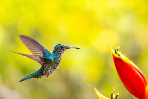 White-naped Hummingbird