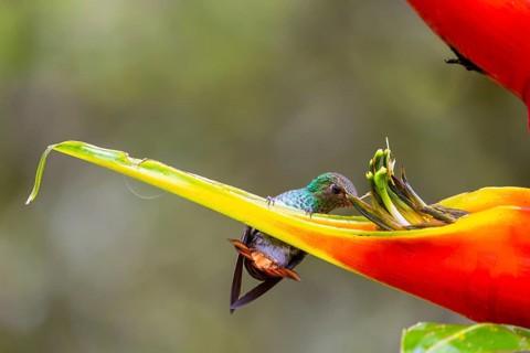 Brown-tailed Amazon