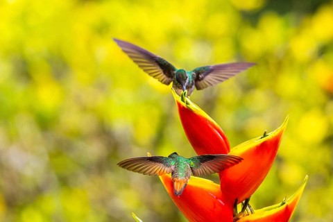 Brown-tailed Hummingbird