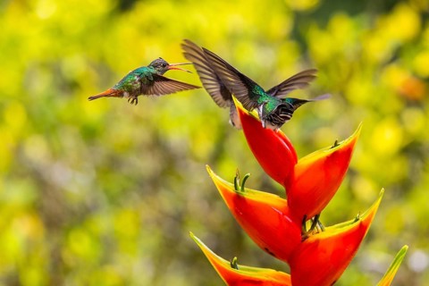 Brown-tailed Hummingbird