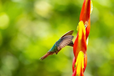 Brown-tailed Amazon