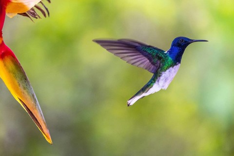 White-necked jacobin