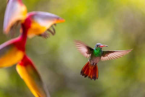 Brown-tailed Amazon