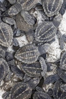 Newly hatched olive ridley sea turtles