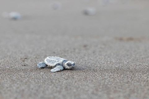 Young olive ridley sea turtle