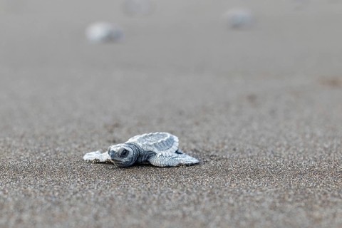 Young olive ridley sea turtle