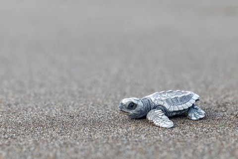 Young olive ridley sea turtle