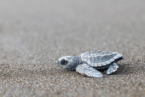 Young olive ridley sea turtle