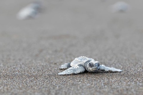 Young olive ridley sea turtle