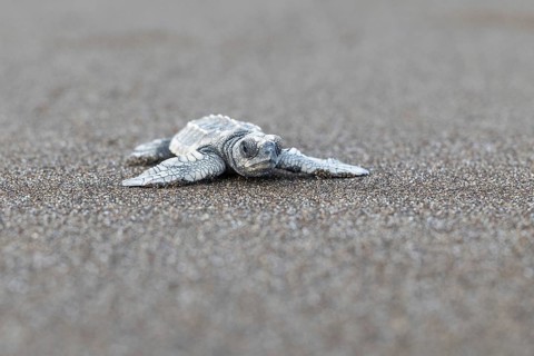 Young olive ridley sea turtle