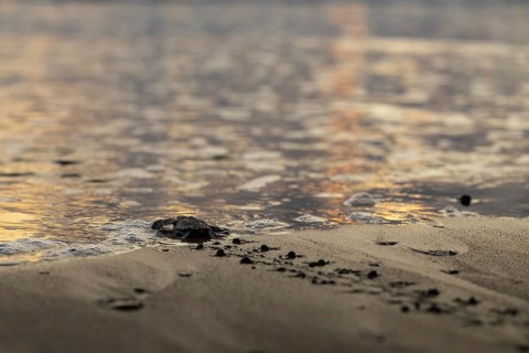 Young olive ridley sea turtles
