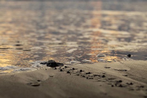 Young olive ridley sea turtles