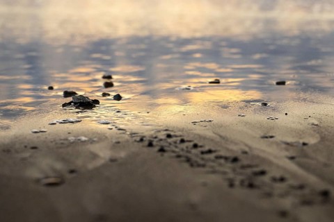 Young olive ridley sea turtles