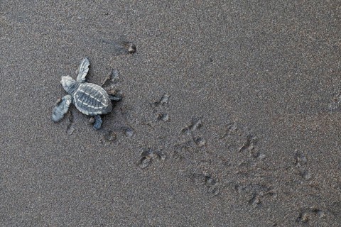 Young olive ridley sea turtles