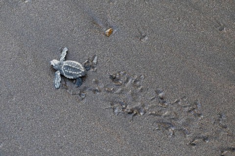 Young olive ridley sea turtles