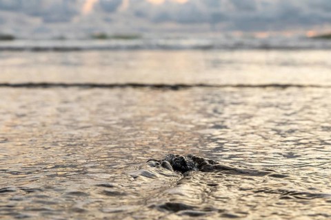 Young olive ridley sea turtle
