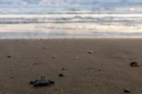 Young olive ridley sea turtle