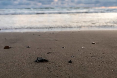 Young olive ridley sea turtle