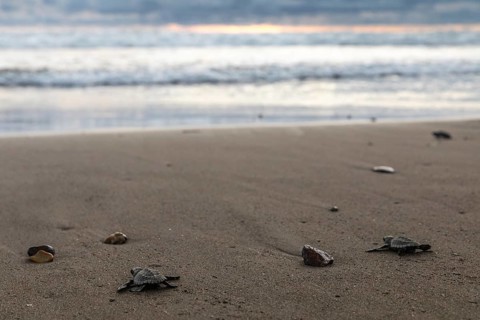 Young olive ridley sea turtle
