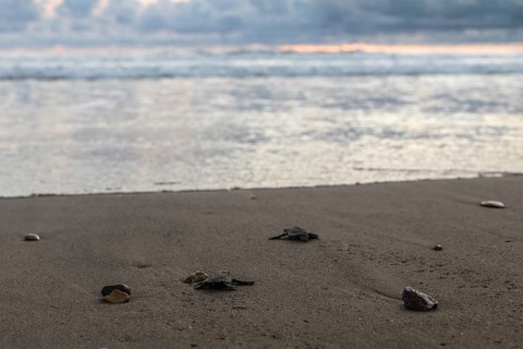Young olive ridley sea turtle