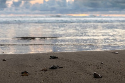 Young olive ridley sea turtle
