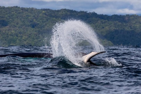 Humpback whale