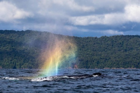 Humpback whale