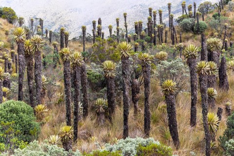 Frailejones