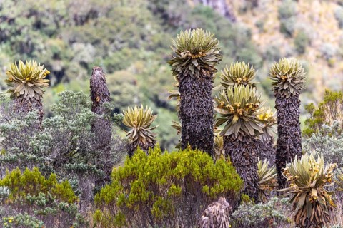 Frailejones
