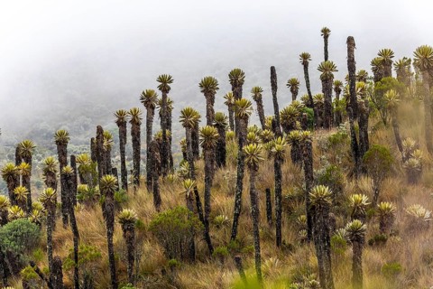 Frailejones