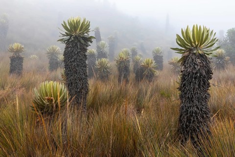 Frailejones